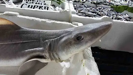 Elazığ'da satışa çıkarılan köpek balığı ilgi odağı oldu