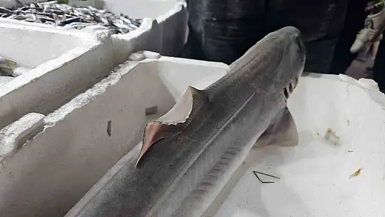 Elazığ'da satışa çıkarılan köpek balığı ilgi odağı oldu