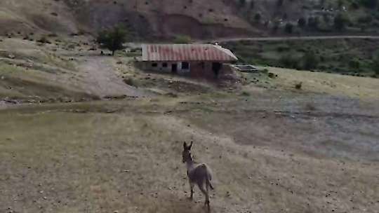 Elazığ'da sürüden ayrılan eşeği dronun sesi geri getirdi