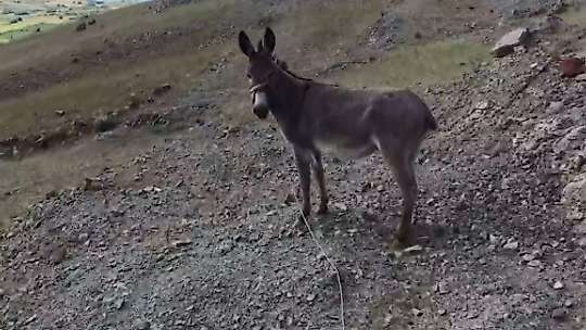 Elazığ'da sürüden ayrılan eşeği dronun sesi geri getirdi