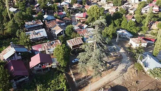 Feke'deki 6 asırlık Toros Sediri ihtişamı ile görenleri kendine hayran bırakıyor