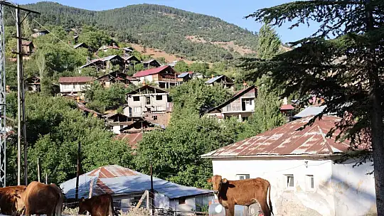 Feke'deki 6 asırlık Toros Sediri ihtişamı ile görenleri kendine hayran bırakıyor