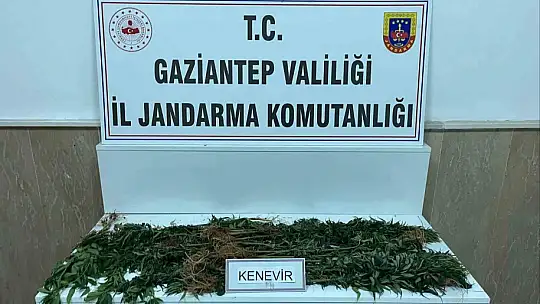 Gaziantep'te 428 kök kenevir ele geçirildi: 5 şahıs tutuklandı