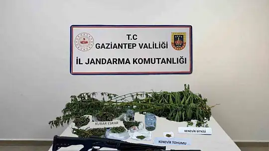 Gaziantep'te 428 kök kenevir ele geçirildi: 5 şahıs tutuklandı