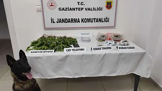 Gaziantep'te 428 kök kenevir ele geçirildi: 5 şahıs tutuklandı