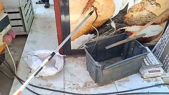 Gaziantep'te yerleşim yerinde yılan paniği