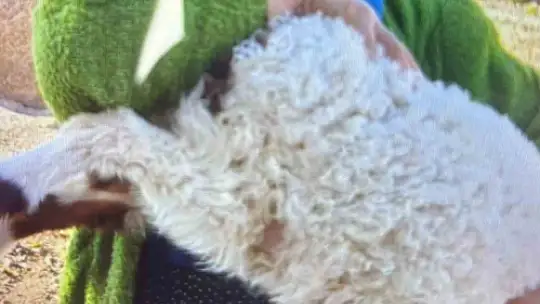 Gaziantep'teki feci kaza, Umreden dönen yakınlarını karşılamaya giderken olmuş