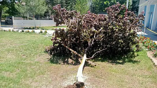 Gölbaşı'nda ağaç kökünden söküldü