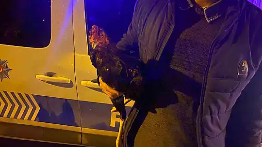 Adıyaman'da horoz dövüşüne baskın: 6 kişi gözaltına alındı