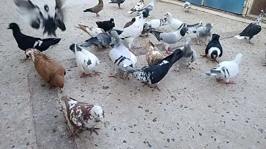 İki ayağını kaybetti, güvercinlerle hayata bağlandı