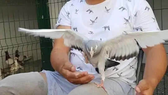 İki ayağını kaybetti, güvercinlerle hayata bağlandı