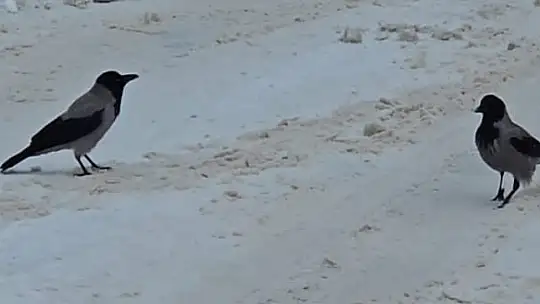 İlçe beyaza büründü, aç kalan kargalar sokaklara indi