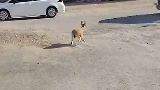 Kahramanmaraş'ta dağ keçileri sitenin bahçesine kadar indi
