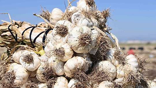 Kahramanmaraş'ta sarımsak hasadı: Yılda 17 bin ton üretimi yapılıyor