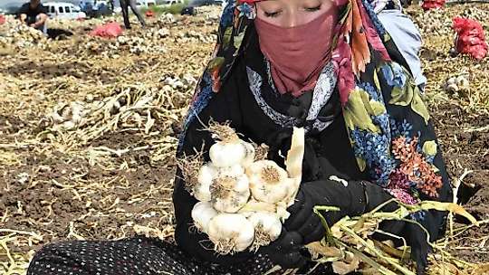 Kahramanmaraş'ta sarımsak hasadı: Yılda 17 bin ton üretimi yapılıyor
