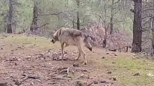 Kahramanmaraşlı doğa tutkunu genç fotokapanla yaban hayatını görüntülüyor