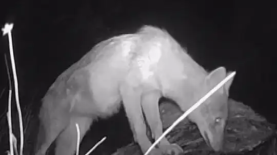 Kahramanmaraşlı doğa tutkunu genç fotokapanla yaban hayatını görüntülüyor