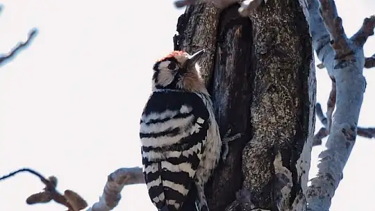 Kahramanmaraşlı doğa tutkunu genç fotokapanla yaban hayatını görüntülüyor