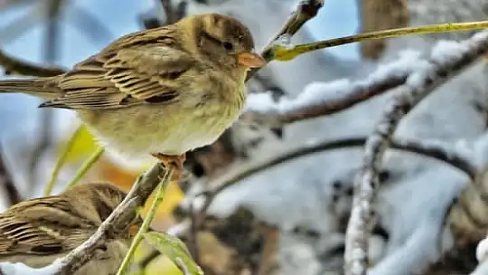 Kahramanmaraşlı doğa tutkunu genç fotokapanla yaban hayatını görüntülüyor