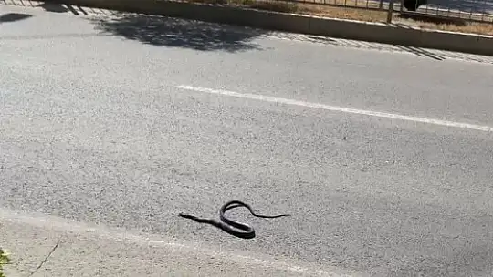 Karayılan yoğun trafiğin arasında telef oldu