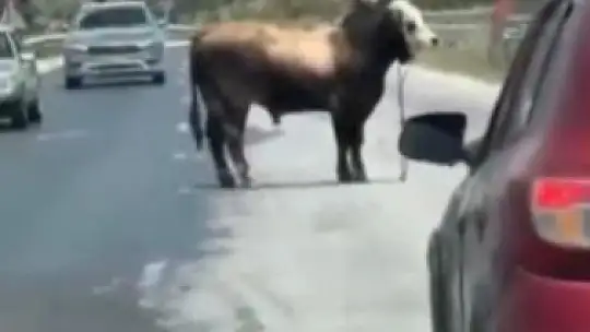 Karayolunda trafiği durduran boğa, sahiplerine korku dolu anlar yaşattı