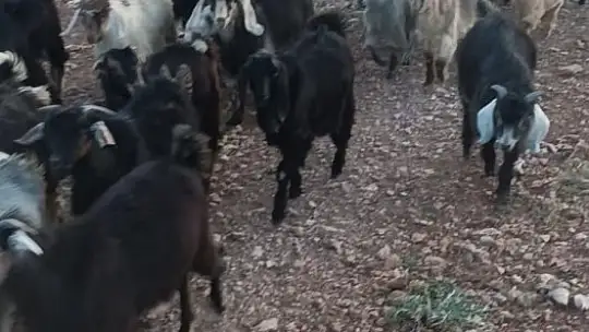 Kaybolan 38 küçükbaşın bulunması için yardım bekleniyor