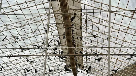 Kelaynaklar doğaya salındı