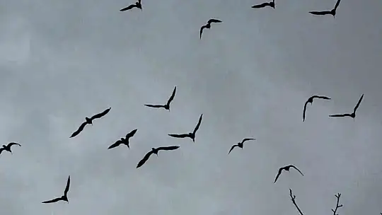 Kelaynaklar doğaya salındı