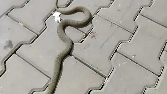 Konteynere giren yılan paniğe neden oldu