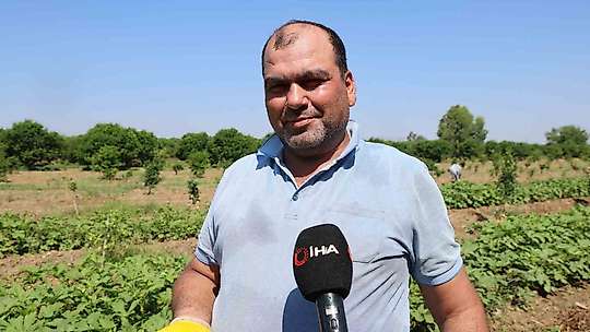 Kozan'da bamya hasadı başladı, tarlada kilosu 150 TL