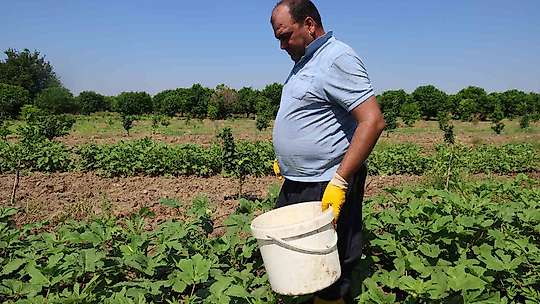 Kozan'da bamya hasadı başladı, tarlada kilosu 150 TL