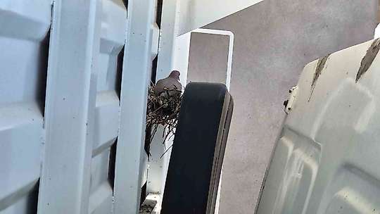 Kumru kamyona yuva yapınca, şoför kontağı kapattı
