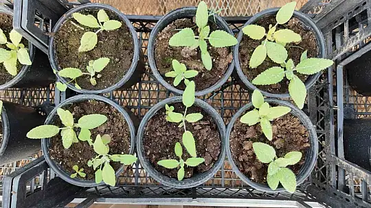 Kurakçıl Peyzaj Tasarımı Projesi'ne destek