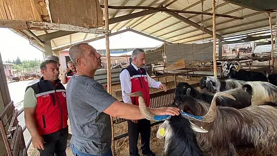 Kurbanlık hayvan satışı ve nakliyesi sıkı denetimde