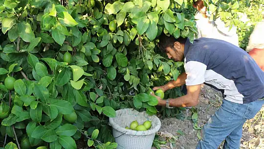Limon hasadı 25 ve 27 Eylül tarihlerinde başladı