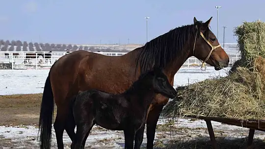 Malatya'da 2026 şampiyon adayı taylar dünyaya gelmeye başladı