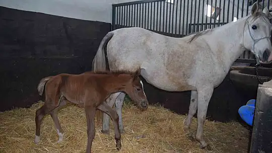 Malatya'da 2026 şampiyon adayı taylar dünyaya gelmeye başladı