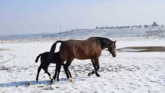 Malatya'da 2026 şampiyon adayı taylar dünyaya gelmeye başladı