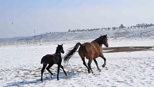 Malatya'da 2026 şampiyon adayı taylar dünyaya gelmeye başladı