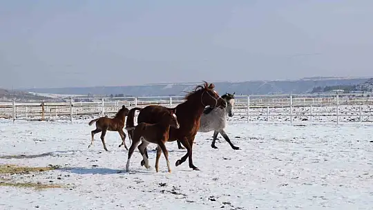 Malatya'da 2026 şampiyon adayı taylar dünyaya gelmeye başladı
