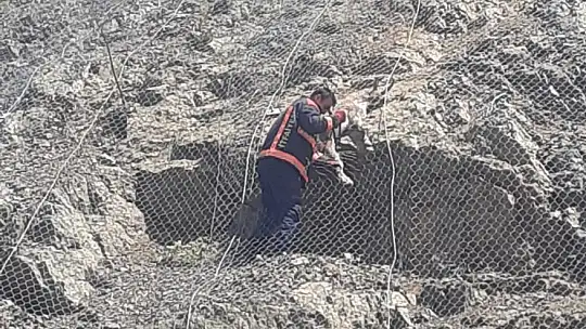 Malatya'da ağa takılan 2 yaban keçisi kurtarıldı