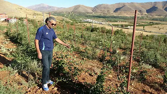 Malatya'da bitkisel üretim çeşitliliğinde üzümsü meyvelerin üretimi yaygınlaşıyor