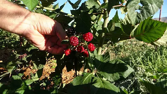 Malatya'da bitkisel üretim çeşitliliğinde üzümsü meyvelerin üretimi yaygınlaşıyor
