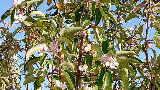 Malatya'da elma ağacı çiçek açıp meyve verdi