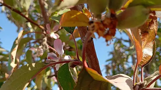 Malatya'da elma ağacı çiçek açıp meyve verdi