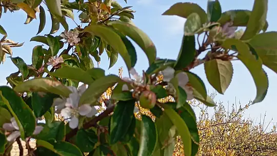 Malatya'da elma ağacı çiçek açıp meyve verdi
