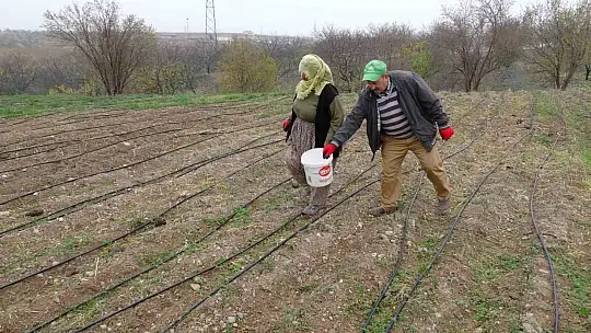 Malatya'da gramı 600 TL olan safran yok satıyor