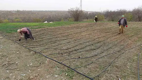 Malatya'da gramı 600 TL olan safran yok satıyor