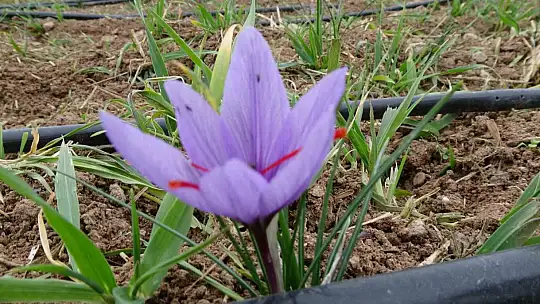 Malatya'da gramı 600 TL olan safran yok satıyor