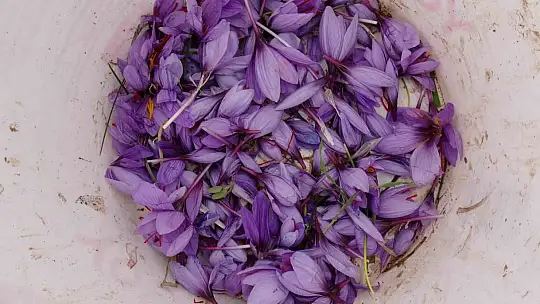 Malatya'da gramı 600 TL olan safran yok satıyor